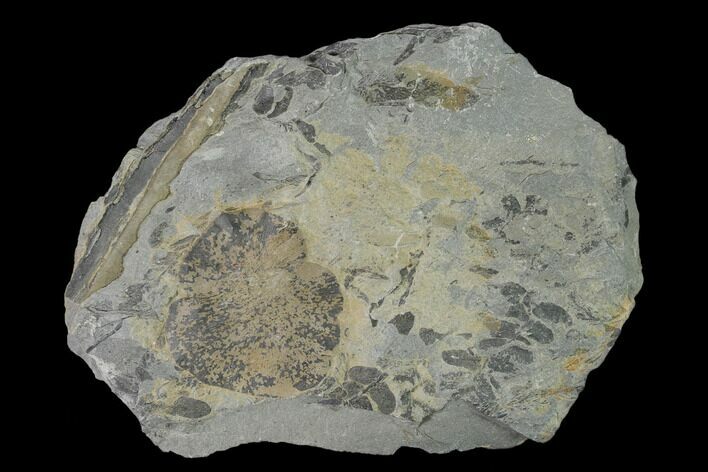 Fossil Fern (Neuropteris & Macroneuropteris) Plate - Kentucky #158736